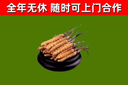 乌当烟酒回收冬虫夏草.jpg